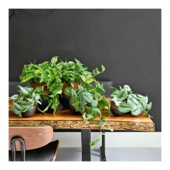 Plantiflor Efeutute Topf Durchmesser 12 cm