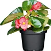 Plantiflor Eisbegonie Topf Durchmesser 9 cm