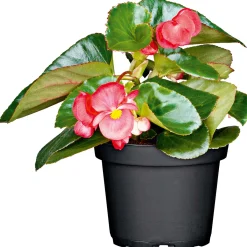 Plantiflor Eisbegonie Topf Durchmesser 9 cm
