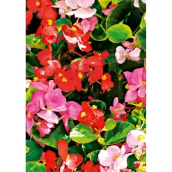 Plantiflor Eisbegonie Topf Durchmesser 9 cm