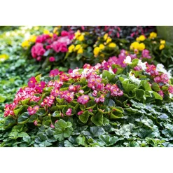 Plantiflor Eisbegonie Topf Durchmesser 10,5 cm