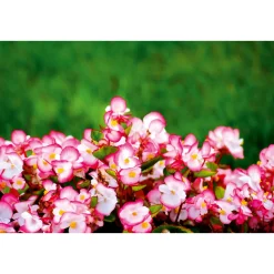 Plantiflor Eisbegonie Topf Durchmesser 10,5 cm