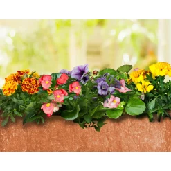 Plantiflor Eisbegonie Topf Durchmesser 10,5 cm