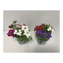 Plantiflor Eisenkraut Trio Topf Durchmesser 12 cm