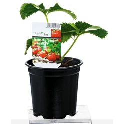 Erdbeerpflanzen verschiedene Sorten Topf Durchmesser 9,5 cm^Plantiflor Outlet