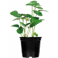 Erdbeerpflanzen verschiedene Sorten Topf Durchmesser 9,5 cm^Plantiflor Outlet