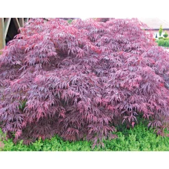 Fächerahorn im Topf Durchmesser 19 cm^Plantiflor Hot