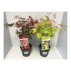 Plantiflor Fächerahorn T15 2 Sorten