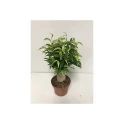 Plantiflor Ficus Natasja mit Stamm T12