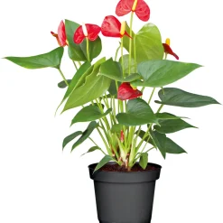 Plantiflor Flamingo-Blume Pink T14