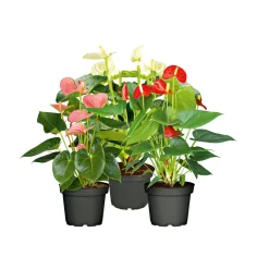 Plantiflor Flamingo-Blume Pink T14