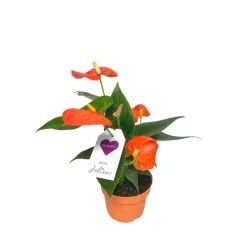 Plantiflor Flamingoblume Ton in Ton Topf- Durchmesser 10,5 cm