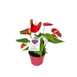 Plantiflor Flamingoblume Ton in Ton Topf- Durchmesser 10,5 cm