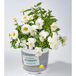 Plantiflor Frühlings-Mix Topf Durchmesser 13 cm