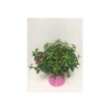 Plantiflor Fuchsie Bella T19