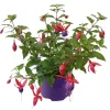 Fuchsie hängend Topf Durchmesser 12 cm*Plantiflor Discount