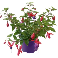 Fuchsie hängend Topf Durchmesser 12 cm*Plantiflor Discount