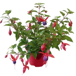Fuchsie hängend Topf Durchmesser 12 cm*Plantiflor Discount