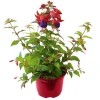 Fuchsie stehend Topf Durchmesser 12 cm^Plantiflor Best
