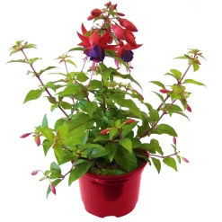 Fuchsie stehend Topf Durchmesser 12 cm^Plantiflor Best
