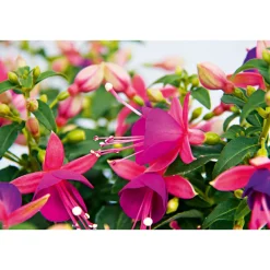 Fuchsie stehend Topf Durchmesser 12 cm^Plantiflor Best