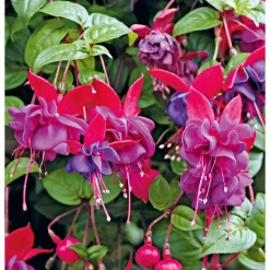 Fuchsie stehend Topf Durchmesser 12 cm^Plantiflor Best