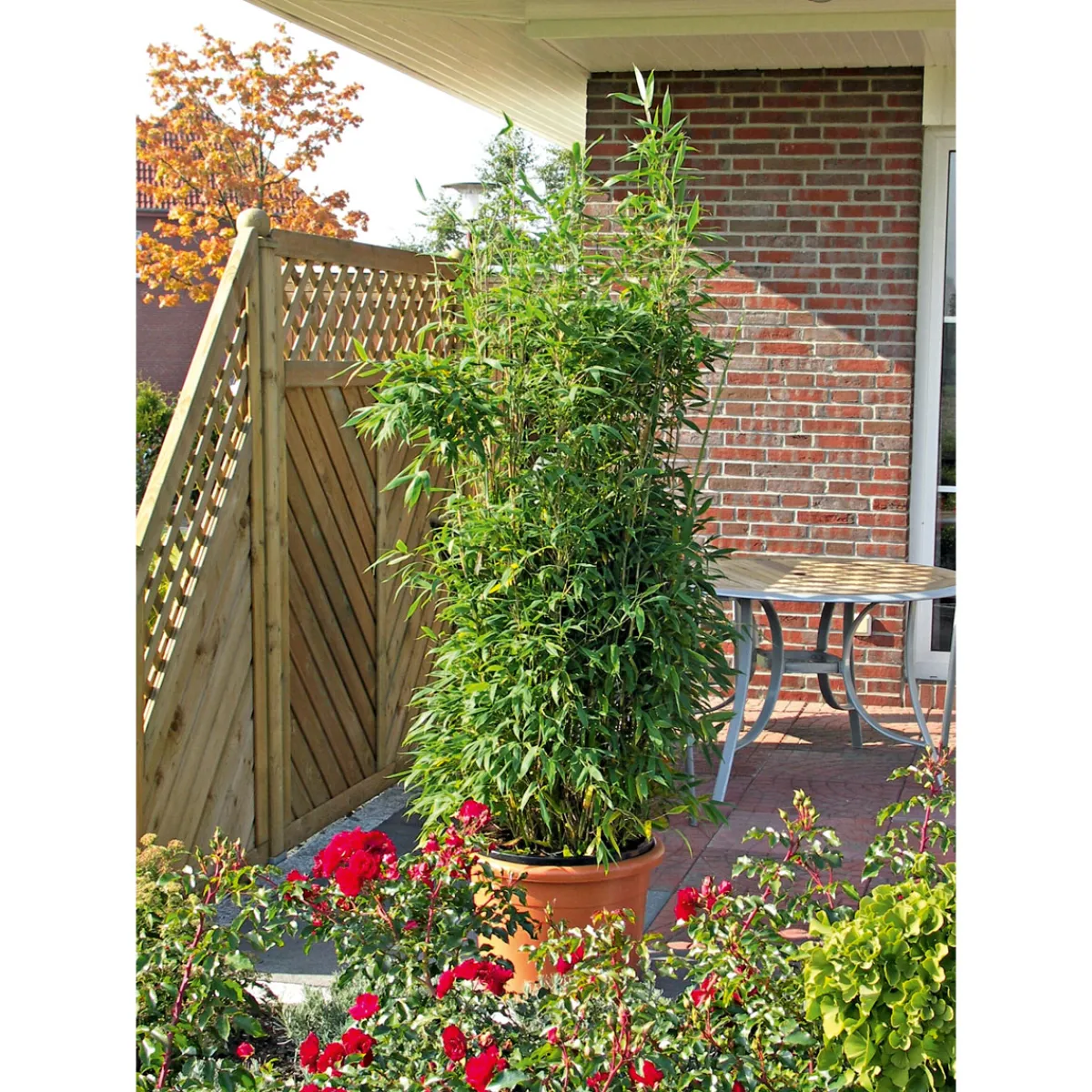 Plantiflor Gartenbambus Fargesia Schirmbambus Topf Durchmesser 23 cm