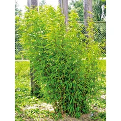 Plantiflor Gartenbambus Fargesia Schirmbambus Topf Durchmesser 23 cm