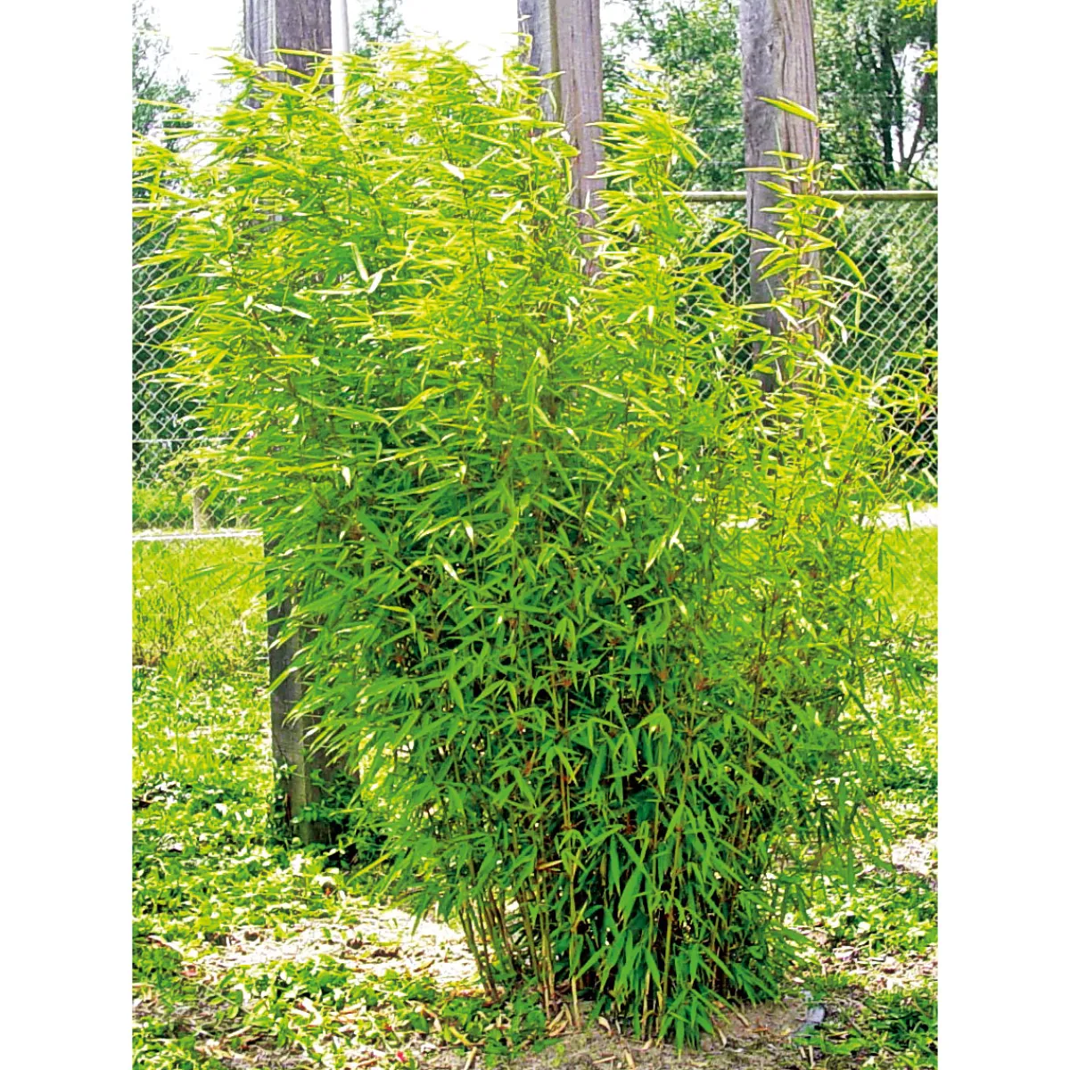 Plantiflor Gartenbambus Fargesia Schirmbambus Topf Durchmesser 23 cm