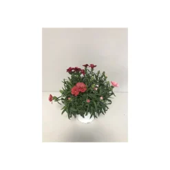 Gartennelke Trio Mix T13*Plantiflor