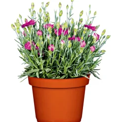 Garten-Nelke Topf Durchmesser 12 cm^Plantiflor Clearance