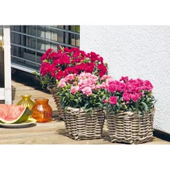 Garten-Nelke Topf Durchmesser 12 cm^Plantiflor Clearance