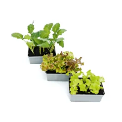 Gemüsejungpflanzen 6er-Pack*Plantiflor Sale