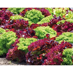 Gemüsejungpflanzen 6er-Pack*Plantiflor Sale