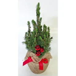 Geschmückte Zuckerhutfichte 25 cm^Plantiflor Discount