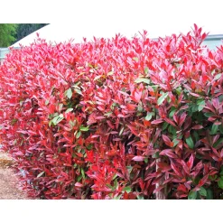 Plantiflor Glanzmispel Red Robin im Topf Durchmesser 17 cm