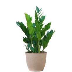 Glückfeder 60 cm T17*Plantiflor New