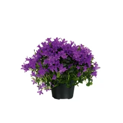 Glockenblume blau Topf 11 cm^Plantiflor Outlet