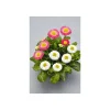 Gänseblümchen Trio Topf Durchmesser 13 cm*Plantiflor Hot