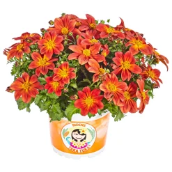 Plantiflor Goldmarie Taka Tuka Topf Durchmesser 12 cm