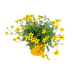 Goldmarie Topf Durchmesser 13 cm^Plantiflor Discount