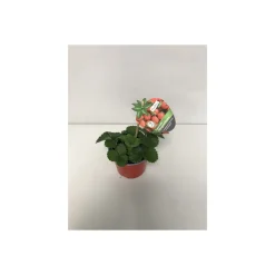 Plantiflor Gourmet Erdbeere Topf Durchmesser 12 cm