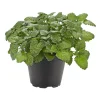 Gourmetkräuter Melisse im Topf Durchmesser 12 cm^Plantiflor Best