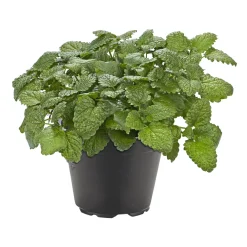 Gourmetkräuter Melisse im Topf Durchmesser 12 cm^Plantiflor Best