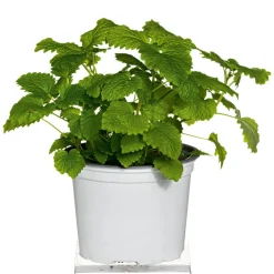 Gourmetkräuter Melisse im Topf Durchmesser 12 cm^Plantiflor Best