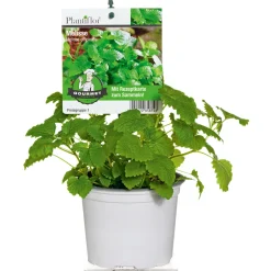 Gourmetkräuter Melisse im Topf Durchmesser 12 cm^Plantiflor Best