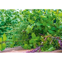 Gourmetkräuter Melisse im Topf Durchmesser 12 cm^Plantiflor Best