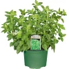 Plantiflor Gourmetkräuter Oregano Topf Durchmesser 12 cm