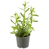 Gourmetkräuter Estragon Topf 12 cm^Plantiflor