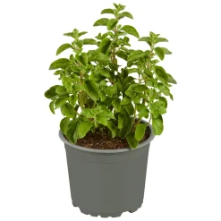 Plantiflor Gourmetkräuter Majoran Topf 12 cm